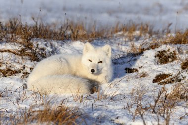 Kuzey Kutbu tilkisi (Vulpes Lagopus) Wilde Tundra 'da. Kutup tilkisi yalan söylüyor. Tundra 'da uyumak.