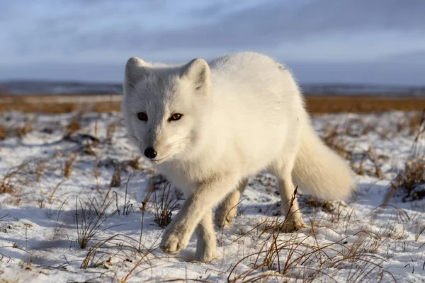 Arktisk Räv Vintern Sibirisk Tundra — Stockfoto