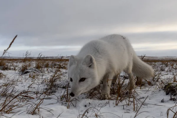 Polarfuchs Winter Der Sibirischen Tundra — Stockfoto