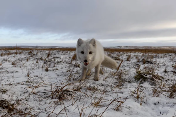 Арктическая Лиса Зимой Сибирской Тундре — стоковое фото