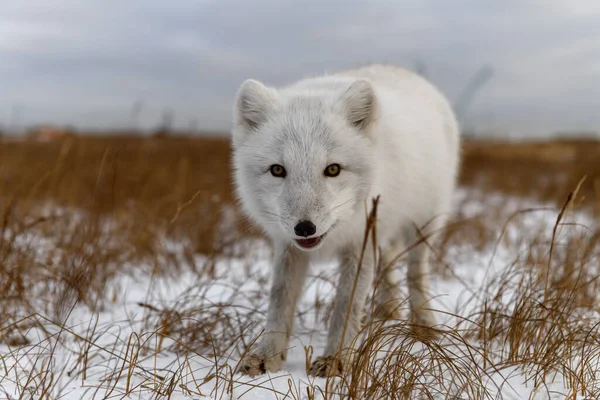 Polarfuchs Winter Der Sibirischen Tundra — Stockfoto