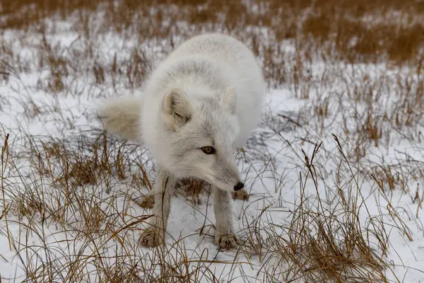 Renard Arctique Hiver Dans Toundra Sibérienne — Photo