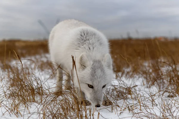 Renard Arctique Hiver Dans Toundra Sibérienne — Photo