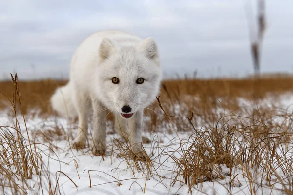 Polarfuchs Winter Der Sibirischen Tundra — Stockfoto