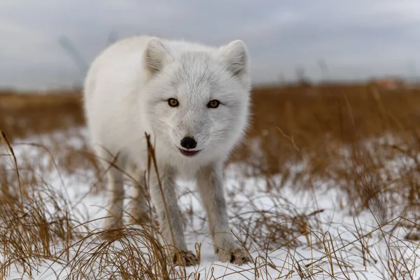 Polarfuchs Winter Der Sibirischen Tundra — Stockfoto