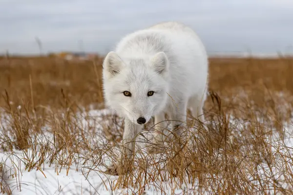 Renard Arctique Hiver Dans Toundra Sibérienne — Photo