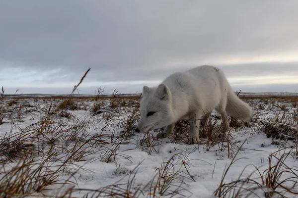 Polarfuchs Winter Der Sibirischen Tundra — Stockfoto