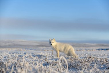 Kuzey Kutbu tilkisi (Vulpes Lagopus) Wilde Tundra 'da. Kutup tilkisi ayakta.
