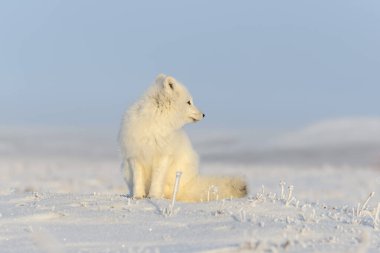 Kuzey Kutbu tilkisi (Vulpes Lagopus) Wilde Tundra 'da. Kutup tilkisi oturuyor.