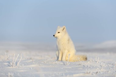 Kuzey Kutbu tilkisi (Vulpes Lagopus) Wilde Tundra 'da. Kutup tilkisi oturuyor.