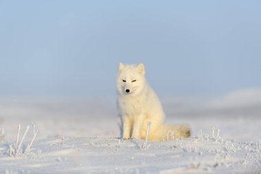 Kuzey Kutbu tilkisi (Vulpes Lagopus) Wilde Tundra 'da. Kutup tilkisi oturuyor.