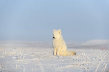 Kuzey Kutbu tilkisi (Vulpes Lagopus) Wilde Tundra 'da. Kutup tilkisi oturuyor.