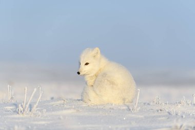 Kuzey Kutbu tilkisi (Vulpes Lagopus) Wilde Tundra 'da. Kutup tilkisi oturuyor.