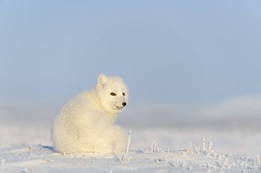 Kuzey Kutbu tilkisi (Vulpes Lagopus) Wilde Tundra 'da. Kutup tilkisi oturuyor.