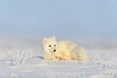 Kuzey Kutbu tilkisi (Vulpes Lagopus) Wilde Tundra 'da. Kutup tilkisi yalan söylüyor. Tundra 'da uyumak.