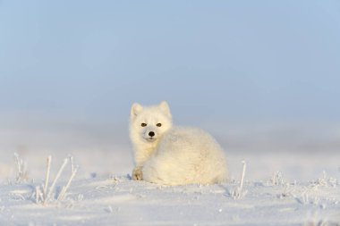 Kuzey Kutbu tilkisi (Vulpes Lagopus) Wilde Tundra 'da. Kutup tilkisi yalan söylüyor. Tundra 'da uyumak.