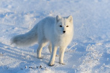 Kuzey Kutbu tilkisi (Vulpes Lagopus) Wilde Tundra 'da. Kutup tilkisi ayakta.