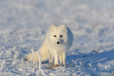 Kuzey Kutbu tilkisi (Vulpes Lagopus) Wilde Tundra 'da. Kutup tilkisi ayakta.