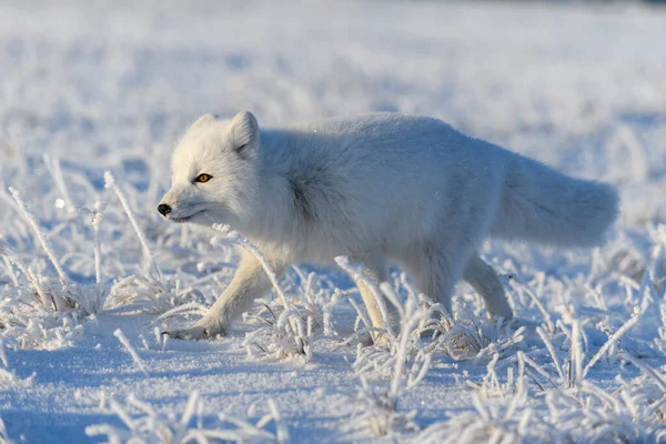 Arctic Fox Vulpes Lagopus Wilde Tundra Renard Arctique Debout — Photo