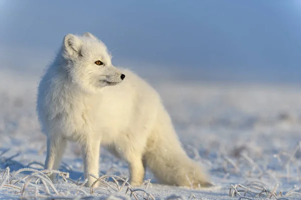 Αρκτική Αλεπού Vulpes Lagopus Στην Άγρια Τούνδρα Αρκτική Αλεπού Όρθια — Φωτογραφία Αρχείου