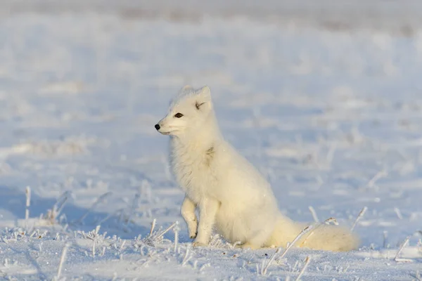 北冰洋狐狸 Vulpes Lagopus 在荒原冻原 北极狐狸坐着 — 图库照片