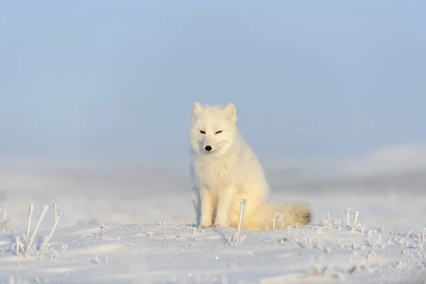 野生のツンドラの北極キツネ Vulpes Lagopus 北極狐座 — ストック写真