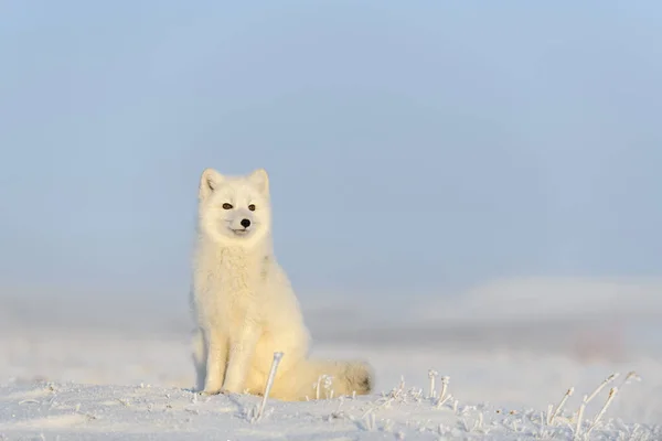 Arctische Vos Vulpes Lagopus Wilde Toendra Noordpoolvos Zit — Stockfoto