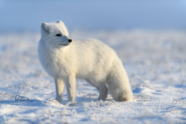 Arctic fox (Vulpes Lagopus) in wilde tundra. Arctic fox standing.