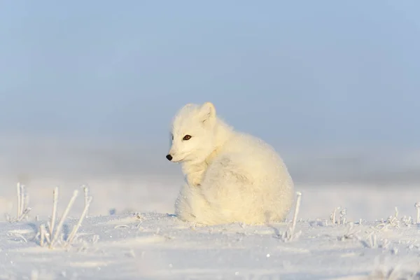 Zorro Ártico Vulpes Lagopus Tundra Salvaje Zorro Ártico Sentado —  Fotos de Stock