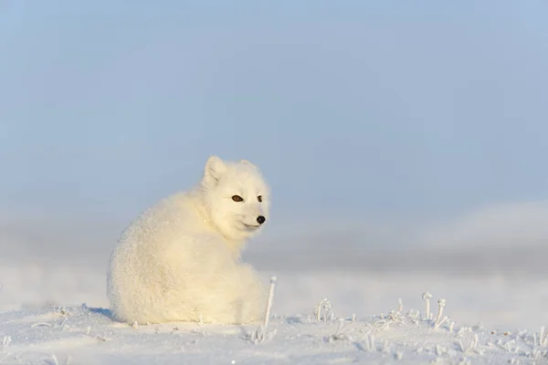 Арктична Лисиця Vulpes Lagopus Вільній Тундрі Арктична Лисиця — стокове фото