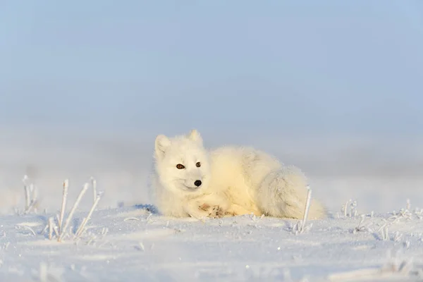 Räv Vulpes Lagopus Vild Tundra Arktisk Räv Ljuger Sova Tundra — Stockfoto