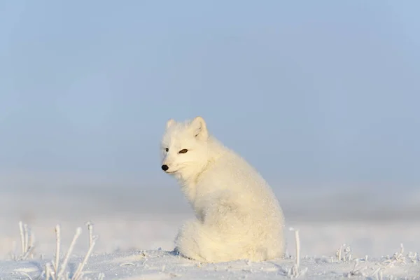 Αρκτική Αλεπού Vulpes Lagopus Στην Άγρια Τούνδρα Αρκτική Αλεπού Κάθεται — Φωτογραφία Αρχείου