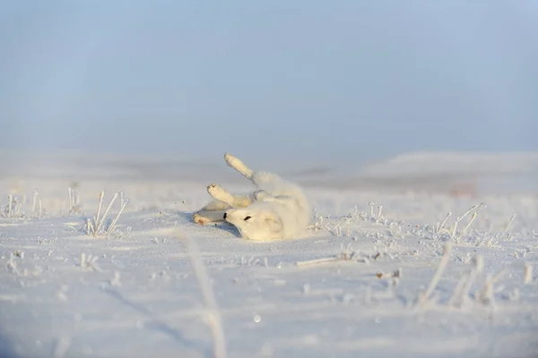 Arctische Vos Vulpes Lagopus Wilde Toendra Arctische Vos Liegt Slapen — Stockfoto