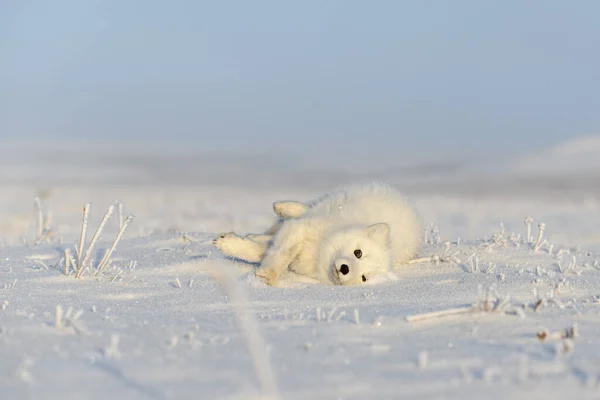 野生のツンドラの北極キツネ Vulpes Lagopus 北極キツネ嘘をつく ツンドラで眠る — ストック写真