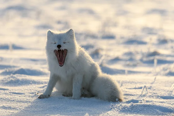 Арктична Лисиця Vulpes Lagopus Вільній Тундрі Позіхання Арктичної Лисиці — стокове фото