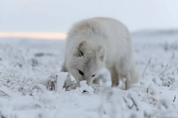 Polarfuchs Winter Der Sibirischen Tundra — Stockfoto