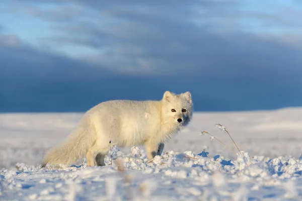 Polarfuchs Winter Der Sibirischen Tundra — Stockfoto