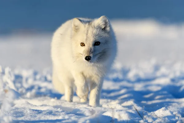 Raposa Ártica Tempo Inverno Tundra Siberiana Close — Fotografia de Stock