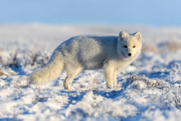 Polarfuchs Winter Der Sibirischen Tundra — Stockfoto