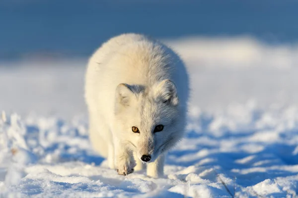 Volpe Artica Inverno Nella Tundra Siberiana Vicino — Foto Stock