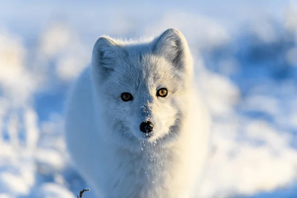 Raposa Ártica Tempo Inverno Tundra Siberiana Close — Fotografia de Stock