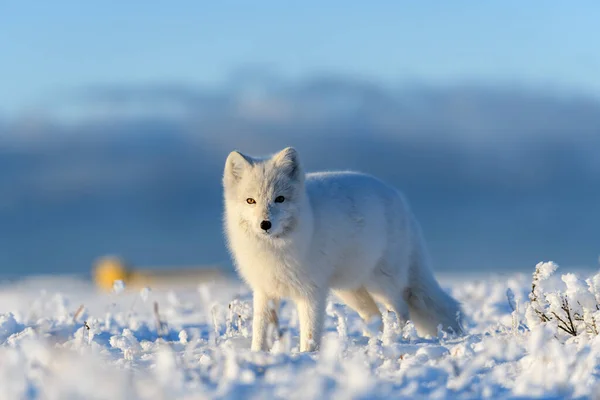 Arctische Vos Winter Siberische Toendra — Stockfoto