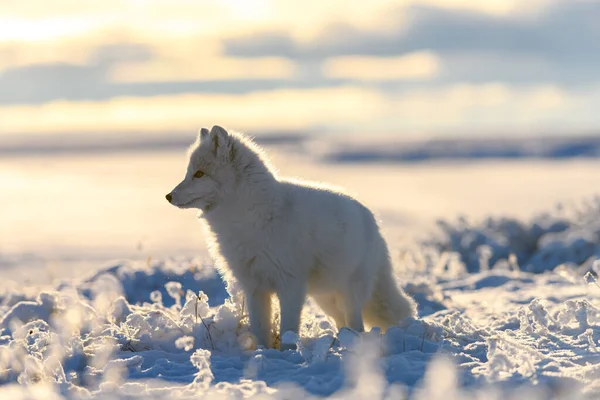 시베리아 툰드라에서 겨울을 — 스톡 사진