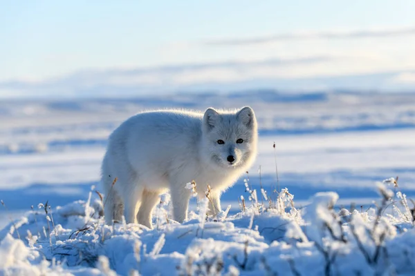 Volpe Artica Inverno Nella Tundra Siberiana — Foto Stock