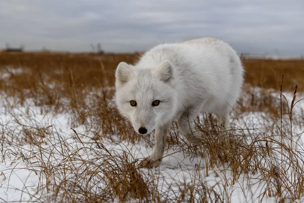 Renard Arctique Hiver Dans Toundra Sibérienne — Photo