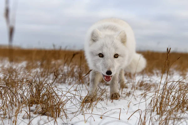 Raposa Ártica Tempo Inverno Tundra Siberiana — Fotografia de Stock