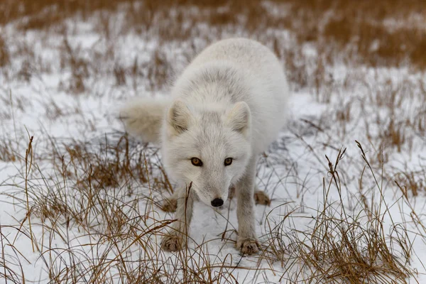 Zorro Ártico Invierno Tundra Siberiana — Foto de Stock