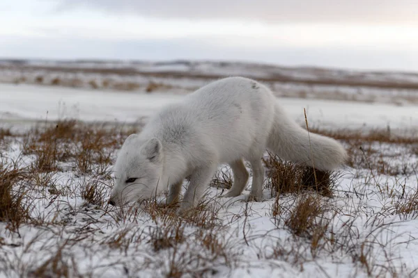Volpe Artica Inverno Nella Tundra Siberiana — Foto Stock