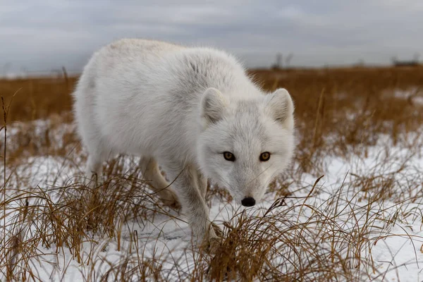 Arktisk Räv Vintern Sibirisk Tundra — Stockfoto