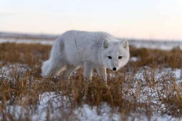 Arctic Fox Winter Time Siberian Tundra — Stock Photo, Image